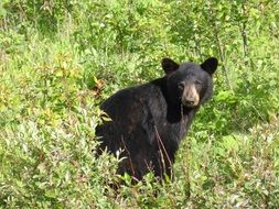 Picture of black bear in the wildlife