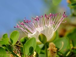 Beautiful flowers blossom in summer