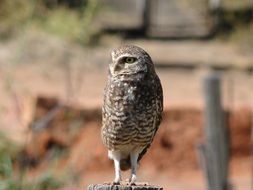 Burrowing Owllet perched pillar at wild