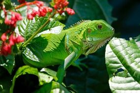 green iguana in the color of bright foliage