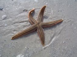 starfish on a sand beach close-up