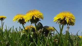 dandelion nature plant