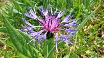 purple cornflower, macro