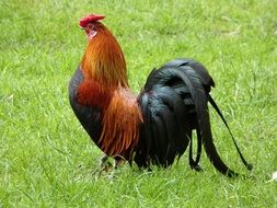 colorful haan in green grass scene