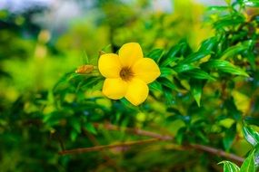 Beautiful yellow flower on the branch with green leaves in garden
