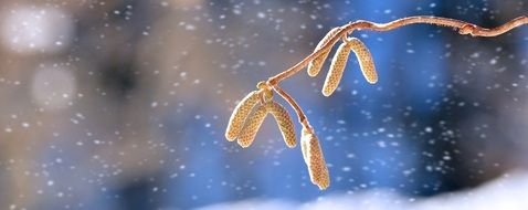 Corkscrew hazel in winter