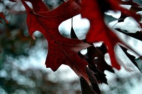 foliage tree red autumn nature