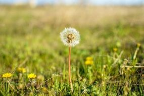 floral spring dandelion