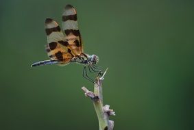 macro photo of striped dragonfly on a branch