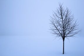 bare tree in minimalistic winter landscape