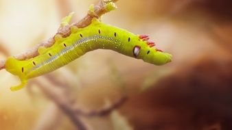 caterpillar in nature