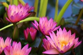 blooming purple water lilies on water