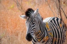 close view of wild zebra in Africa