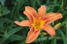 orange lily with buds close up on a blurred background