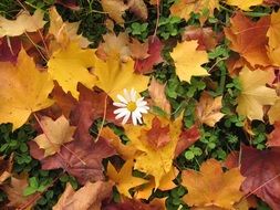 beautiful and delightful marguerite and leaves