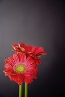 closeup photo of two red gerbera flowers at black background