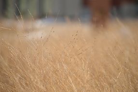 grass dry field countryside