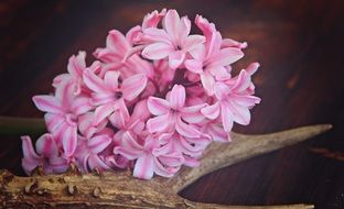 pink hyacinth flowers