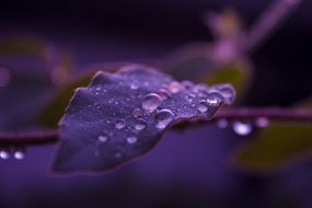 Close-up of the beautiful purple leaves in water drops