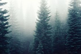 fir trees In the foggy forest