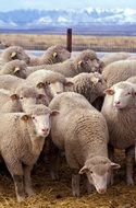 landscape of grazing flock of domestic sheep