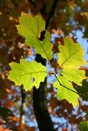 Green leaf on a background of autumn