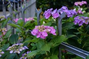 purple hydrangea at the garden fence