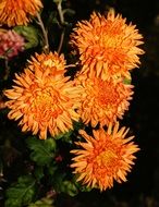still life of orange flowers