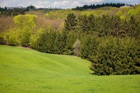 landscape of mixed forest and meadow