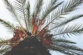 long palm branches, caribbean