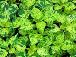 green yellow leaves