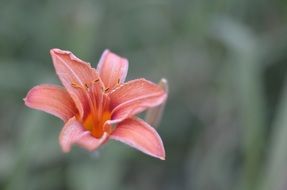 tiger lily in nature