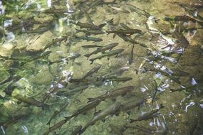 fish school in clear lake water