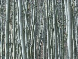 Dense forest