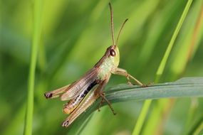 grasshopper on lush green grass