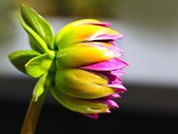 pink dahlia bud