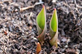 two green shoots of tulips
