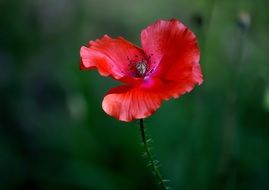 one red poppy close up at green blurred background