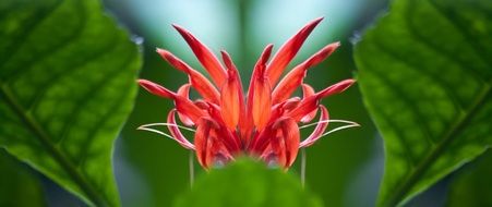 red hibiscus schizopetalus