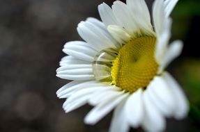 white marguerite garden plant macro