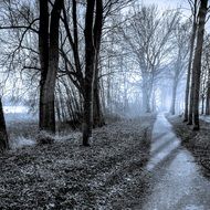 Beautiful path among the trees in the forest in mist