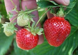 strawberry fruit in man's hand
