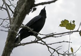 crow bird black nature