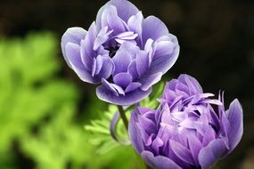 two violet ranunculus close up