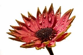 Red bloom raindrop macro photo