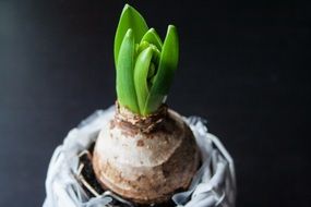 hyacinth bulb