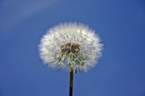 dandelion on blue background