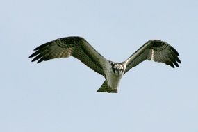 Hawk in flight