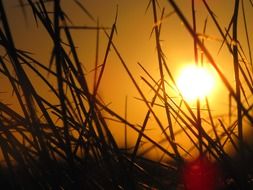 sunset sun behind green grass