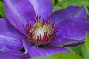 very beautiful clematis blossom